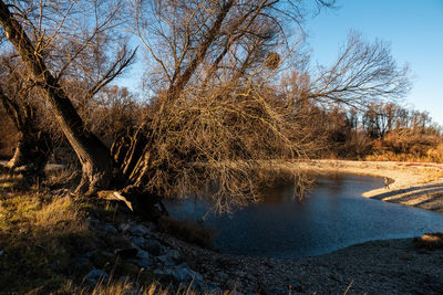 Reflection of bare trees in lake