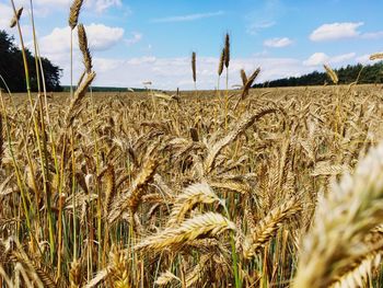 Close-up of wheat field against sky