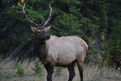 Deer standing in a forest