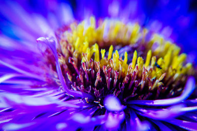 Close-up of purple flower blooming outdoors