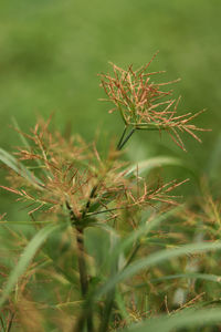 Close-up of plant on field