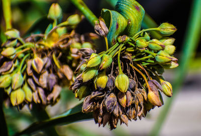 Close-up of wilted flower plant