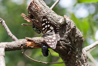 Close-up of butterfly on tree