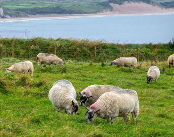 Sheep grazing in a field