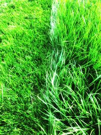 Full frame shot of grass on field