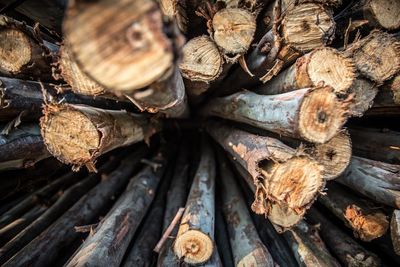 Full frame shot of logs in forest