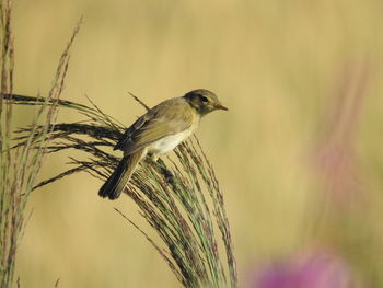 Close-up of bird perching on a plant