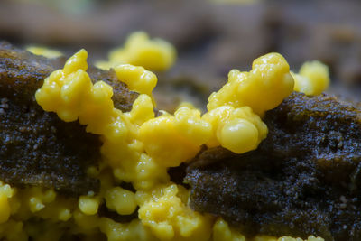 Close-up of yellow cake