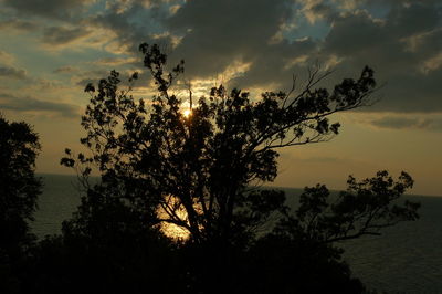 Silhouette trees against sky during sunset