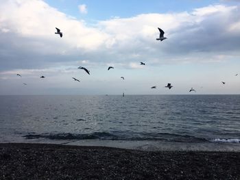 Seagulls flying over sea