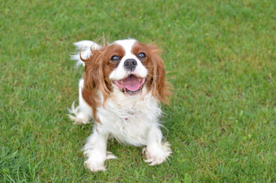 Portrait of dog on grass