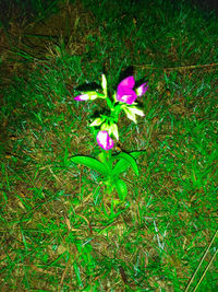 High angle view of pink flowering plant on land