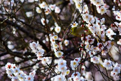 Close-up of cherry blossoms in spring