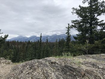 Scenic view of pine trees against sky