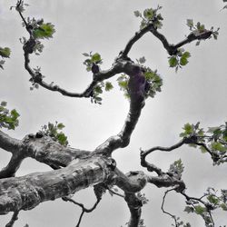 Low angle view of leaves