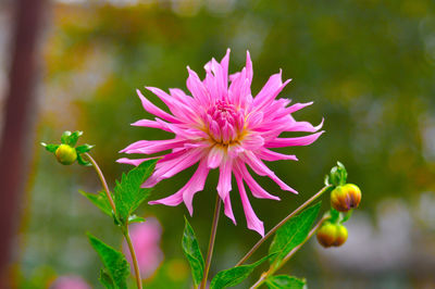 Close-up of pink flowering plant