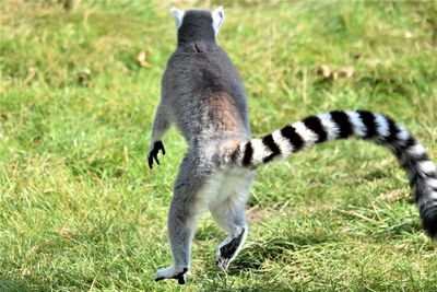 View of jumping ring tailed lemur on field