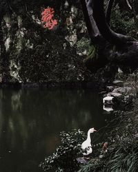 Swan swimming on lake