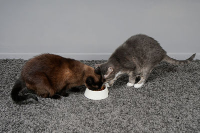 High angle view of cats eating food on rug by wall