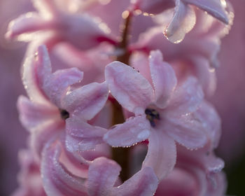 Close-up of wet pink flower