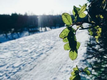 Close-up of fresh green leaf against sky