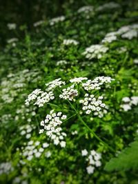 Close-up of flowers blooming outdoors