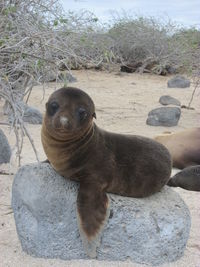 Young sea lion on rock