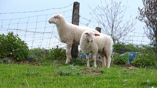 Sheep standing in a field