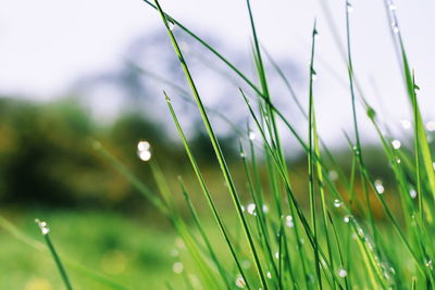 Close-up of wet grass