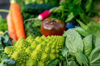 Close-up of fresh romanesco cabbage and other garden vegetables on the background