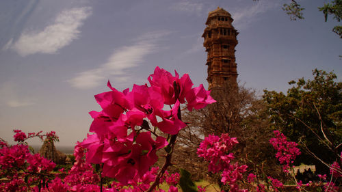 Low angle view of pink flowers blooming on tree