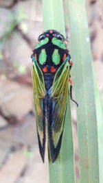 Close-up of butterfly on leaf