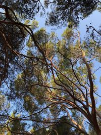 Low angle view of trees against sky