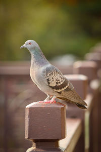 Close-up of bird perching on wooden post