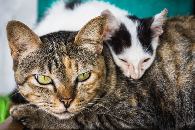 Close-up portrait of a cat