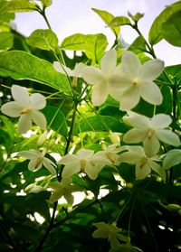 Close-up of white flowers blooming on tree