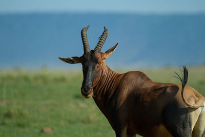 Topi standing in field