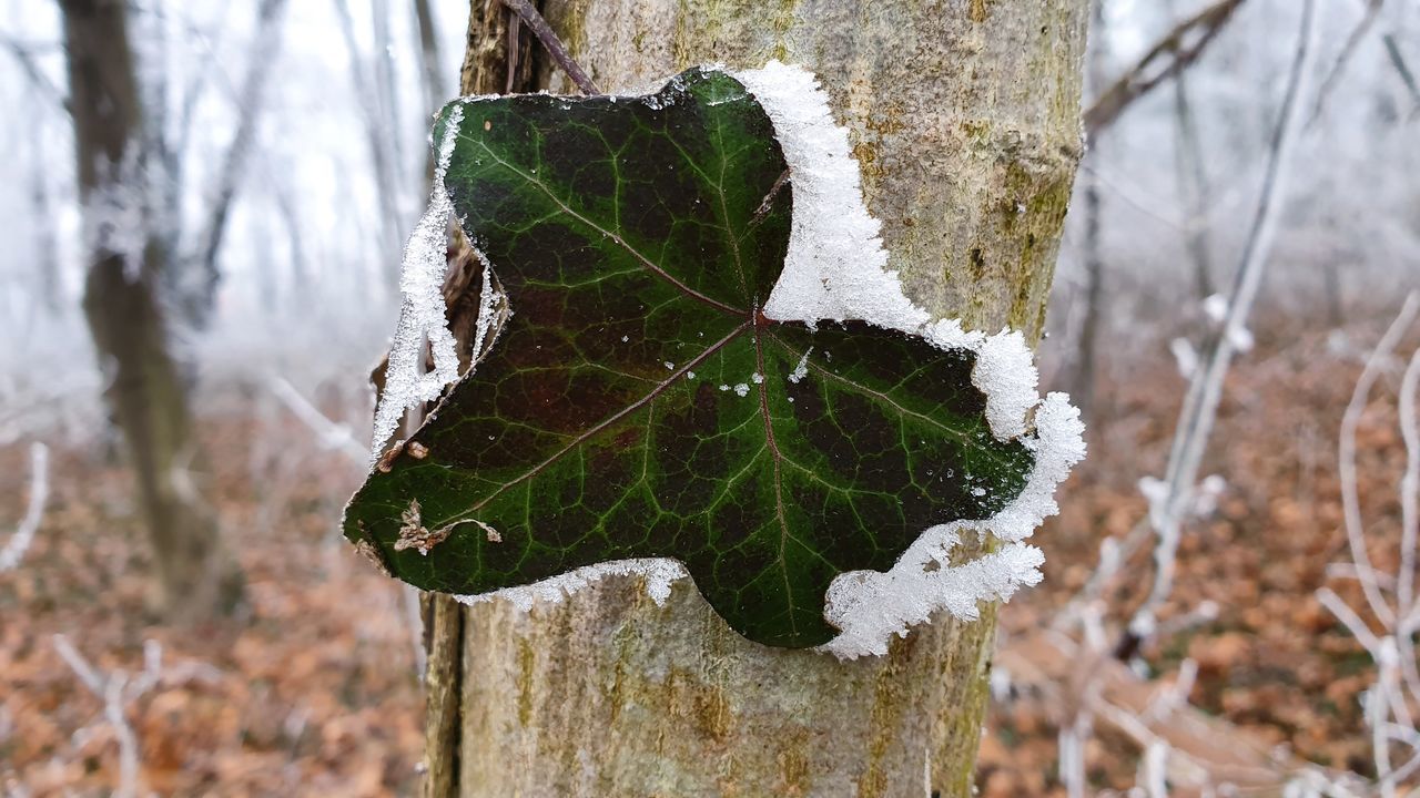 CLOSE-UP OF FROZEN TREE TRUNK