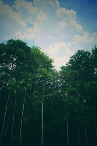 Low angle view of trees against sky in forest
