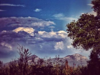 Low angle view of trees against cloudy sky