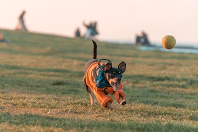 Dog on field