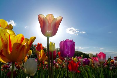 Close-up of purple tulips on field against sky