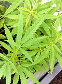 Close-up of plant