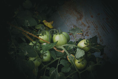 High angle view of fruits on plant
