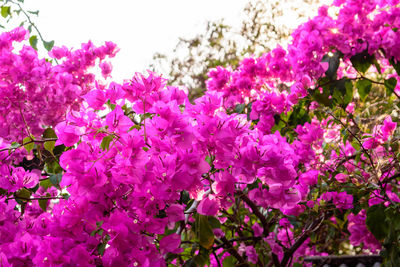 Low angle view of pink flowers growing on tree