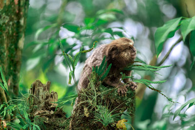 Close-up of a monkey on tree