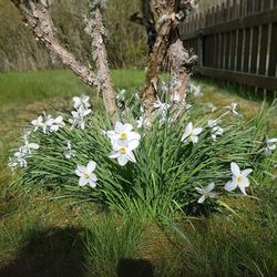 Close-up of white flowers