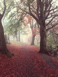 Footpath in forest