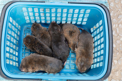 High angle view of rats in basket