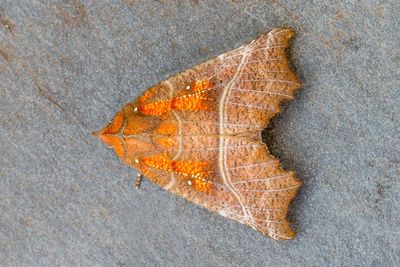 High angle view of leaf on rock